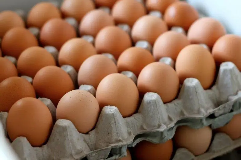 قوستانايدا جۇمىرتقا باعاسى كۇرت قىمباتتادى