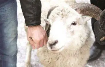 قۇرباندىق شالماي، ساداقا بەرە سالسا بولا ما؟