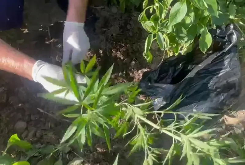 Коноплю выращивал приверженец деструктивного религиозного течения в Туркестанской области
