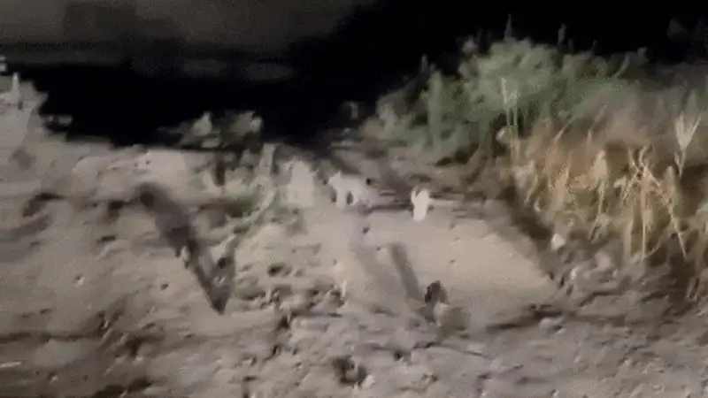 الماتى ماڭىندا بەلگىسىز بىرەۋلەر 50 گە جۋىق مىسىقتى تاستاپ كەتكەن - ۆيدەو