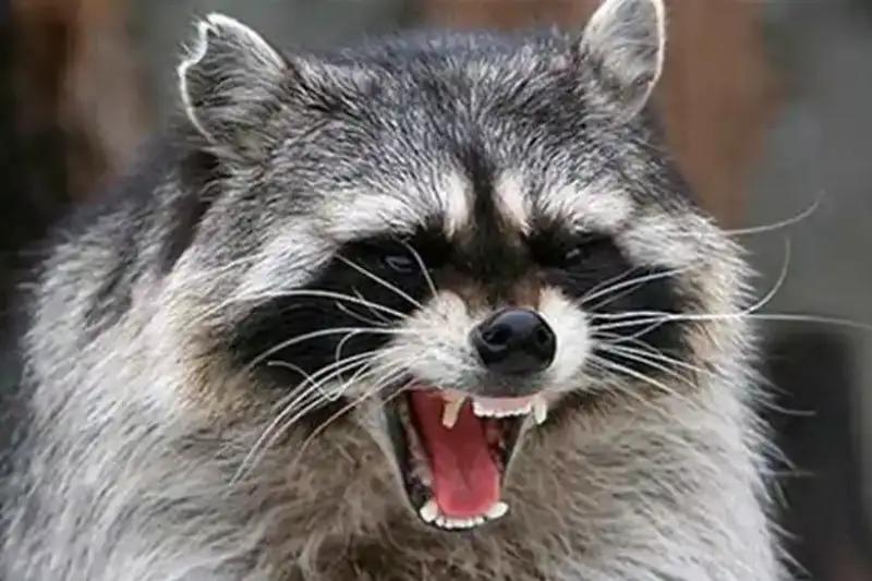 Случаи бешенства у животных подтвердились в Павлодарской области