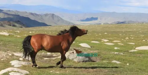 جىلقىنىڭ جەرشىلدىگى