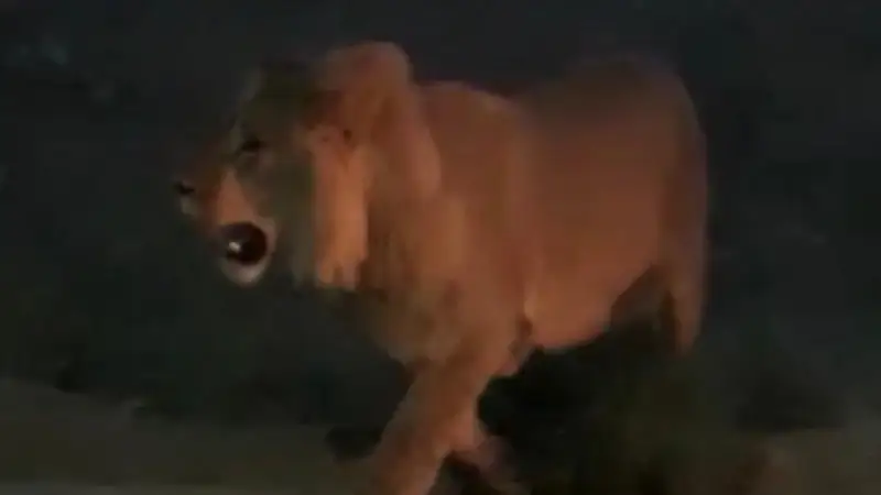 اقتاۋ ىرگەسىنەن تابىلعان ارىستان ۇيىقتاتىپ ءولتىرىلۋى مۇمكىن