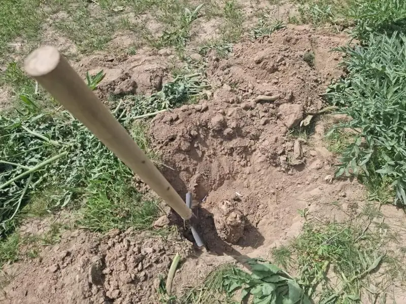 Túrkistan oblysynda keýrek ósimdigin joıyp jatqan Tájikstan azamattary anyqtaldy