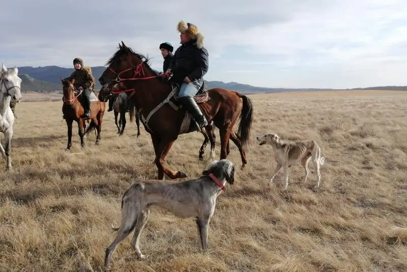 ەلىمىزدە يتبەگىلىك ونەرى رەسمي تۇردە تىركەلەدى