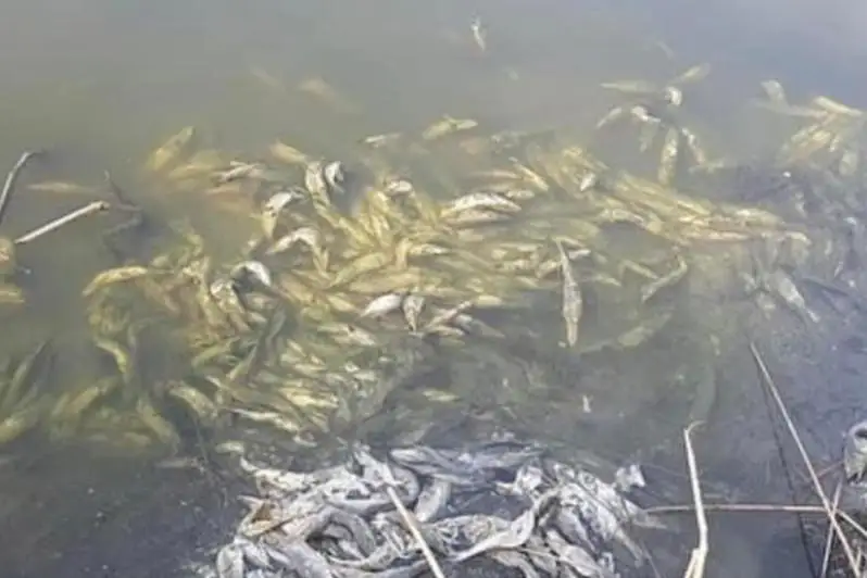 Предварительная причина гибели рыб - промерзание зимой реки Ильюшки до дна