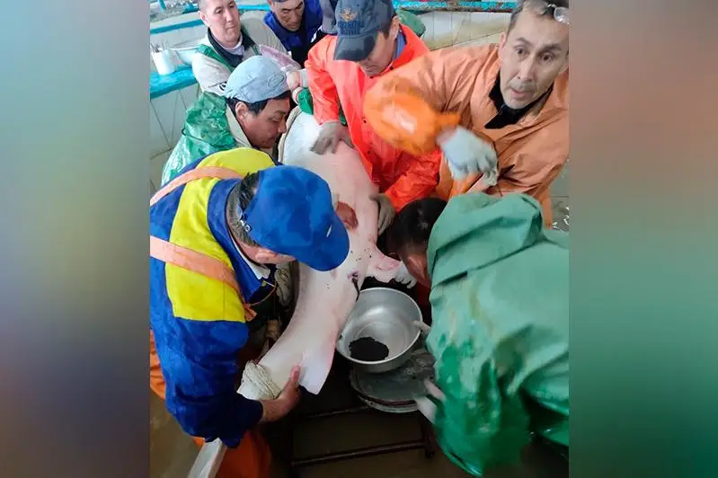 От самки белуги получили 35 кг икры в этом году в Атырау