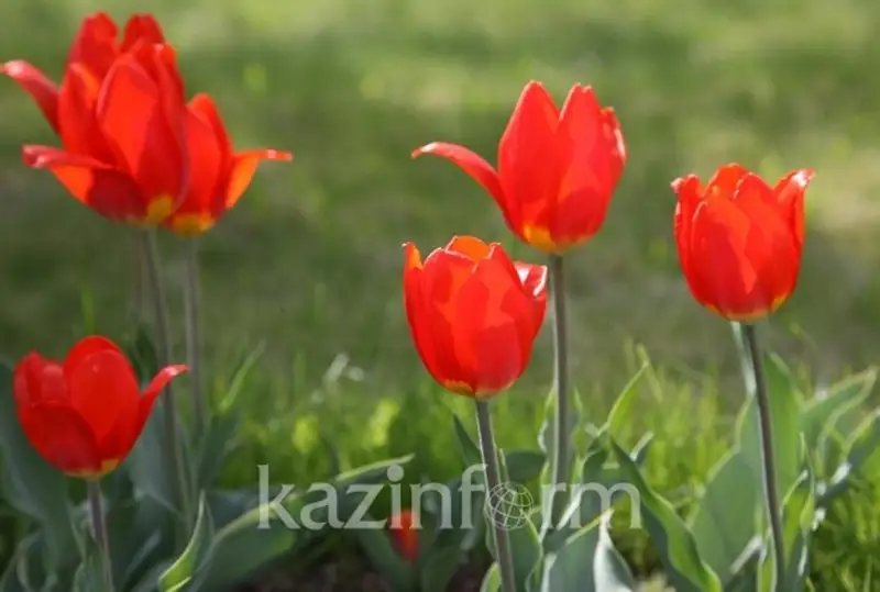 Телерадиокомплекс Президента подготовил фильм «Казахстан – родина тюльпанов»