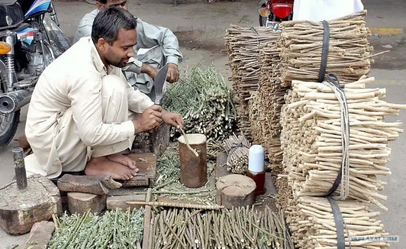 ەجەلگى ادامدار ءتىسىن قالاي جۋعان؟