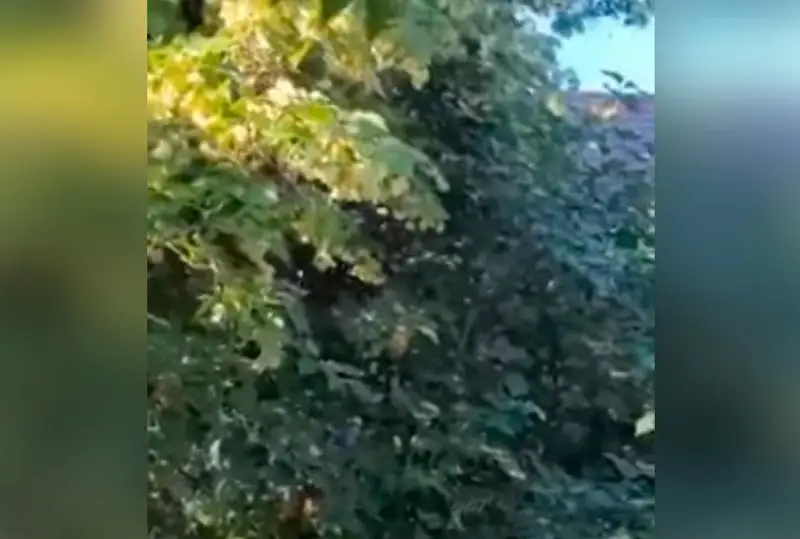 Карагандинцы жалуются на нашествие мотыльков