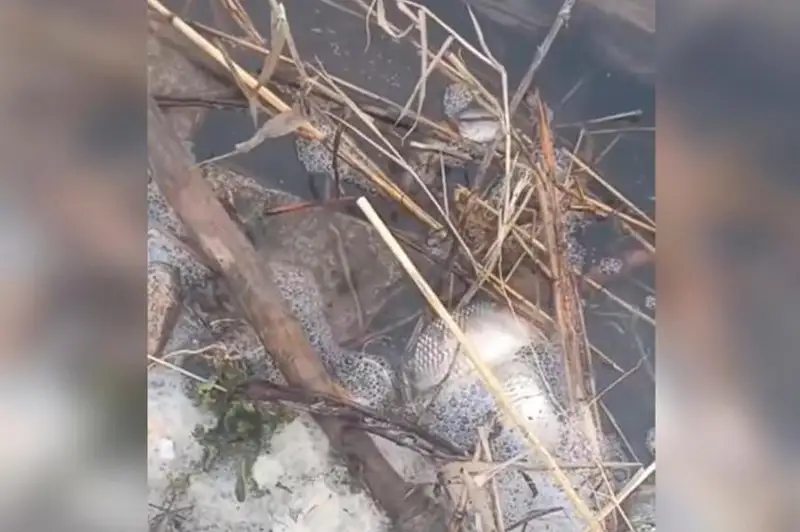 Arnaıy komıssııa SQO ózeni men kólderinde balyqtyń qyrylý sebebin anyqtady