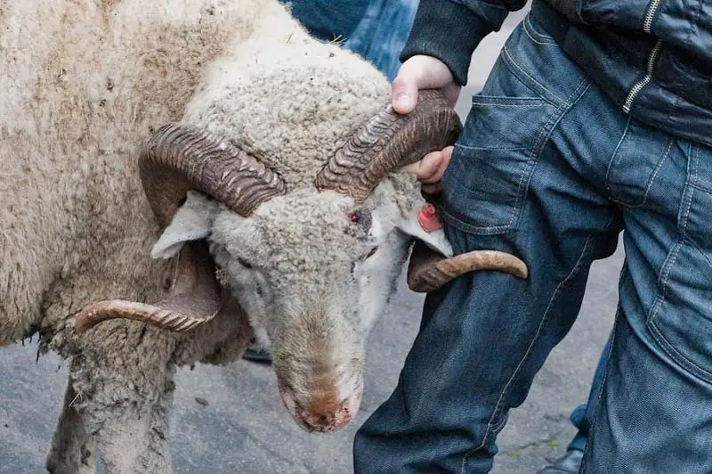 ايت كۇنى جاعدايى بار كىسىلەر قۇربان شالادى - باس ءمۇفتي