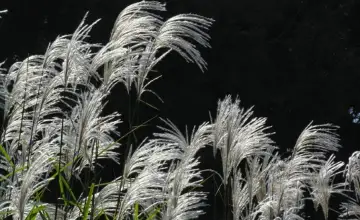 قازاقستان اۋماعىندا باسقا ەشبىر جەردە وسپەيتىن 760 وسىمدىك ءتۇرى بار