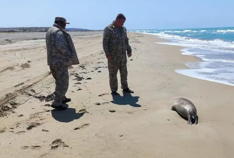 Туши 64 мертвых тюленей нашли на берегу в Мангистау
