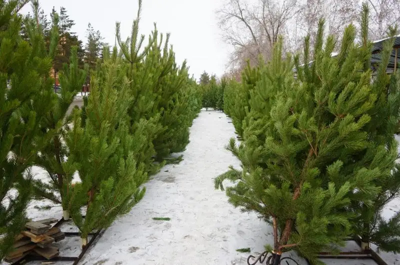 Факты незаконной вырубки сосен выявили в Костанайской области