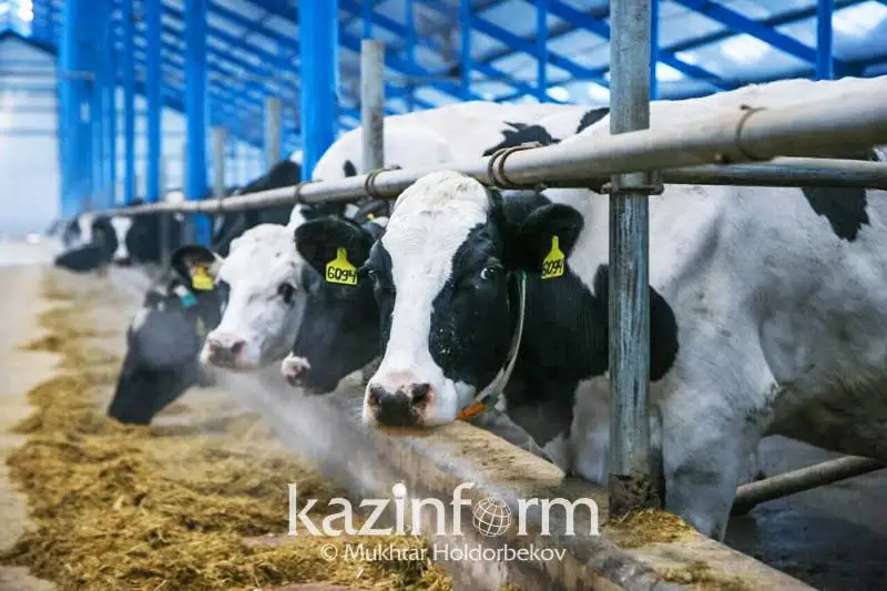 وتكەن جىلى قازاقستاندا 48 ءسۇت فەرماسى ىسكە قوسىلدى