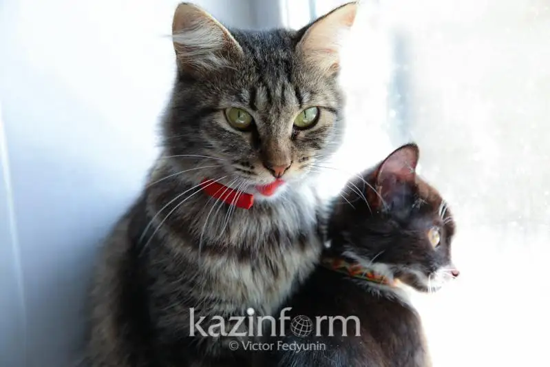 Обязательный учет домашних животных вводят в Казахстане