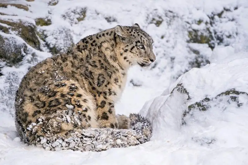 قازاقستاندا قار بارىستارىن ءوسىرۋ ورتالىعى قۇرىلادى