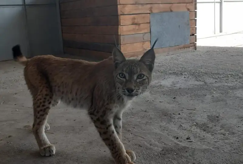 Две туркестанские рыси появились в Карагандинском зоопарке