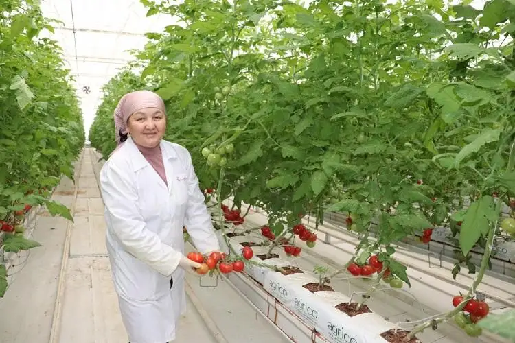 Первый урожай дала теплица в одном из районов Мангистауской области