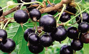 عالىمدار قارا قاراقاتتى اسا پايدالى جيدەك ءتۇرى دەپ اتادى