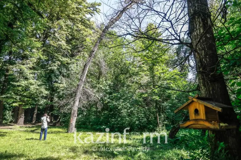 Более 3 тыс. деревьев подлежат вырубке в роще Баума в Алматы
