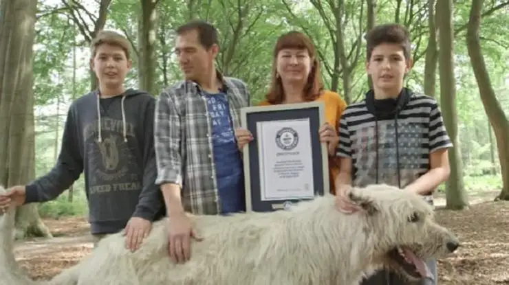 Әлемдегі құйрығы ең ұзын ит Гиннестің рекордтар кітабына енді - Фото