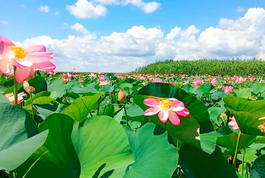 Жапон әйелдерінің жалаңаш және үлкен кеуделері Дәретханадағы жасырын камера - бейнені тіркеусіз көріңіз