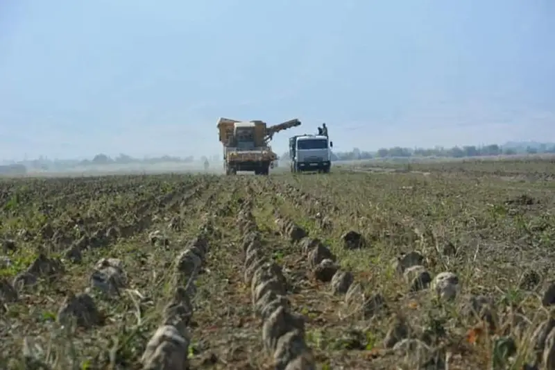 Посевные площади сахарной свеклы увеличат в два раза в Жамбылской области