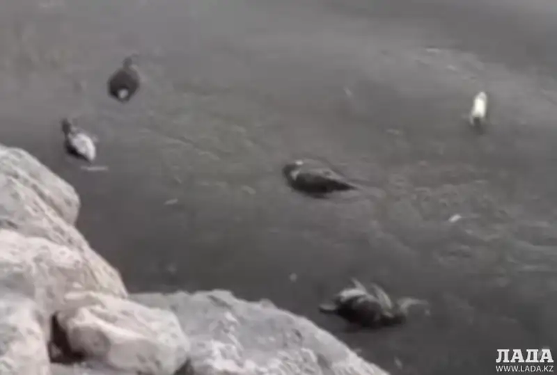 Около 150 мертвых бакланов обнаружили в Мангистауской области