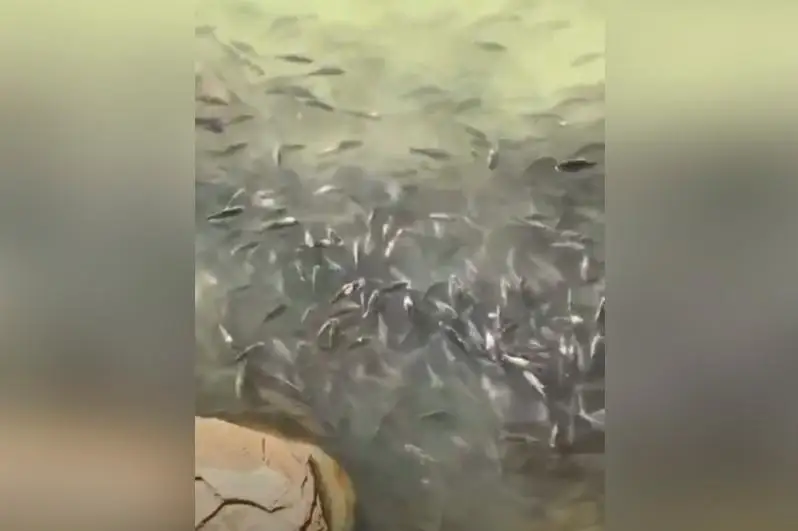 Комитет рыбного хозяйства выясняет причину гибели рыб в Шардаринском водохранилище