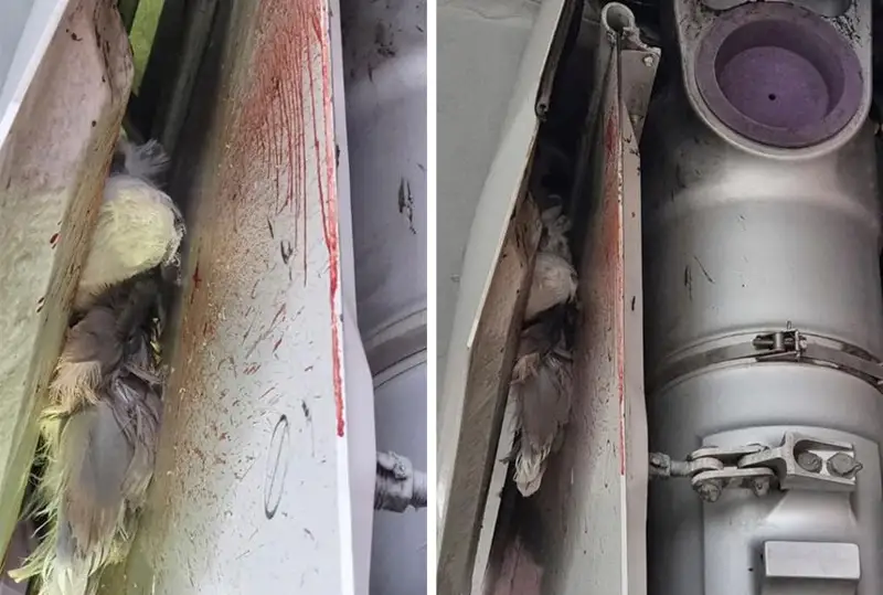 Столкнувшаяся с самолетом птица не повредила судно – аэропорт Актобе