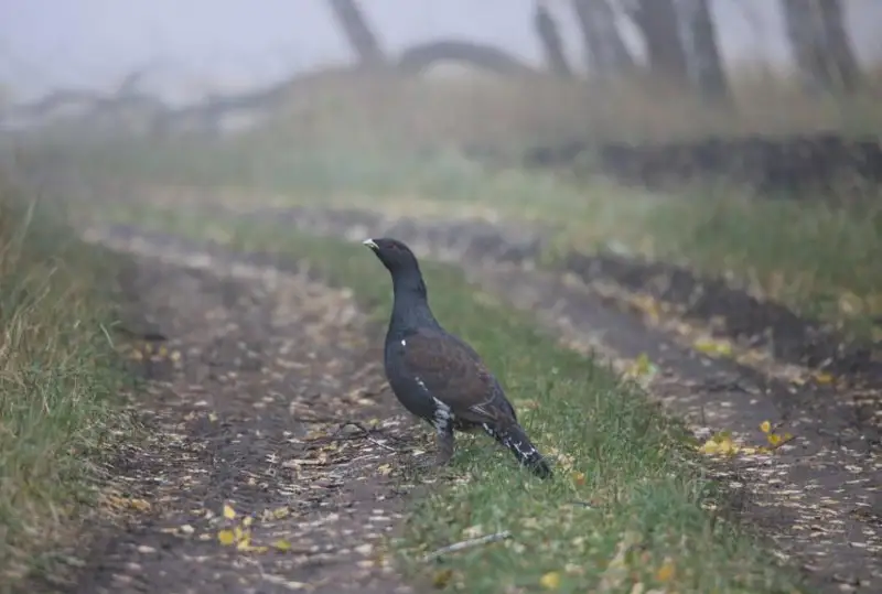 Птичья перепись началась в природном парке «Бурабай»