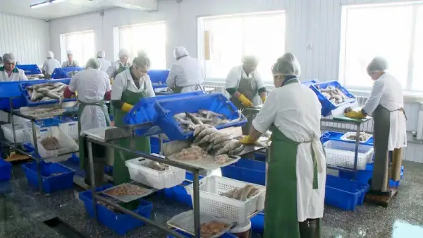 ەلىمىزدەگى كوكسەركەنىڭ سۇبەسى سىرتقا ەكسپورتتالىپ جاتىر