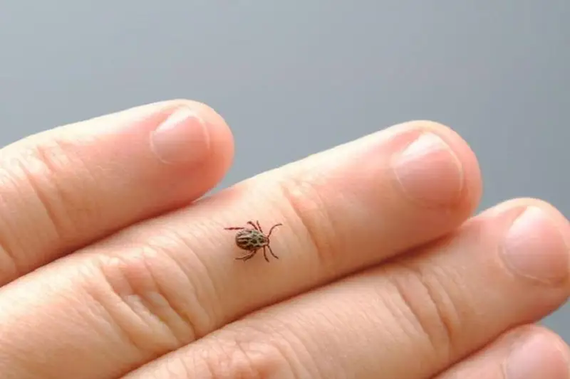 Количество укусов клещей в 16 раз возросло за две недели в СКО