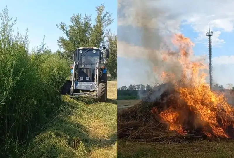 Плантацию дикорастущей конопли уничтожили полицейские в Костанае