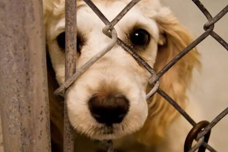 اتىراۋدا كورشىسىنىڭ ءيتىن قاتىگەزدىكپەن ولتىرگەن تۇرعىنعا سوت ۇكىمى شىقتى