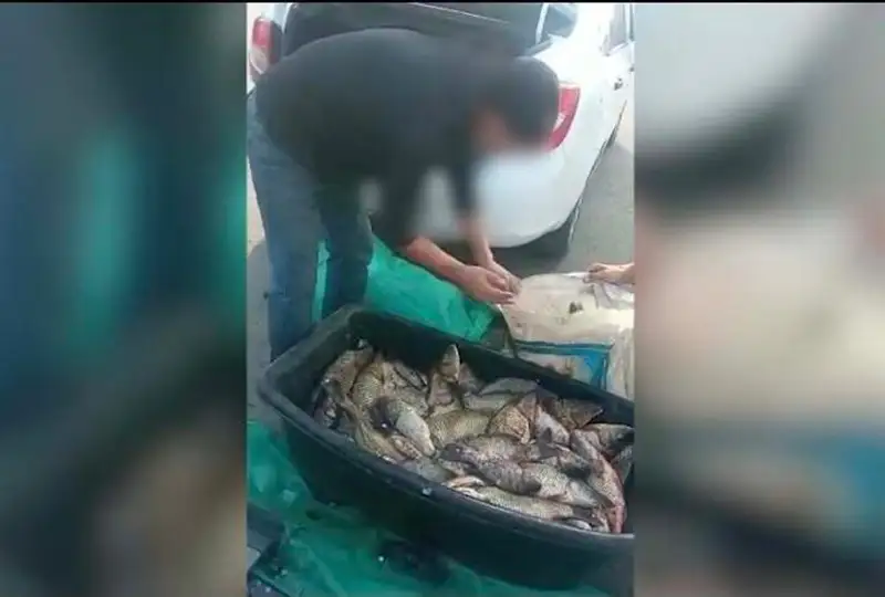 Акмолинец незаконно выловил 100 кг карпа