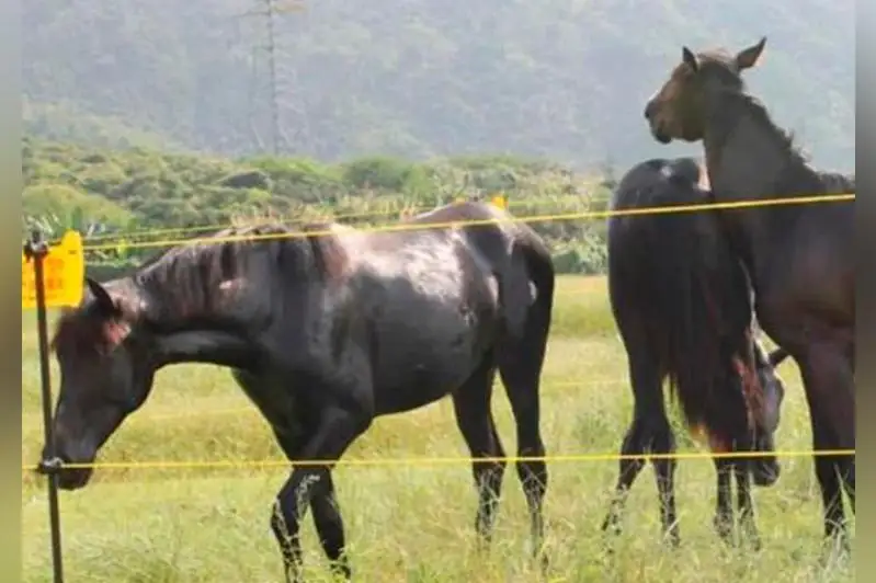 قاراعاندى وبلىسىندا «ەلەكتروندى باقتاشى» پايدا بولادى