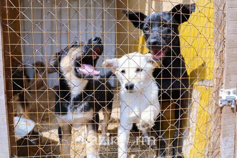 Очередного организатора собачьих боев задержали в Талдыкоргане