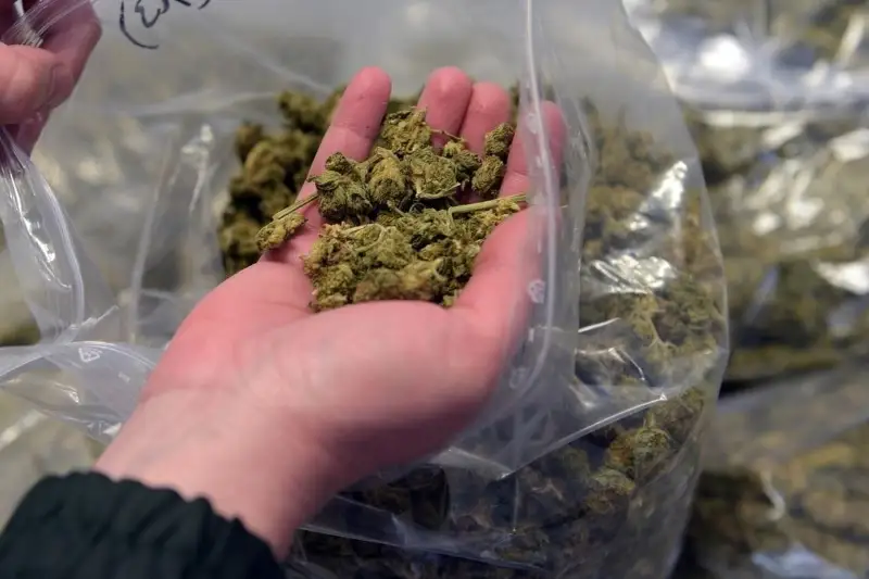 Целую плантацию марихуаны обнаружили в Алматинской области