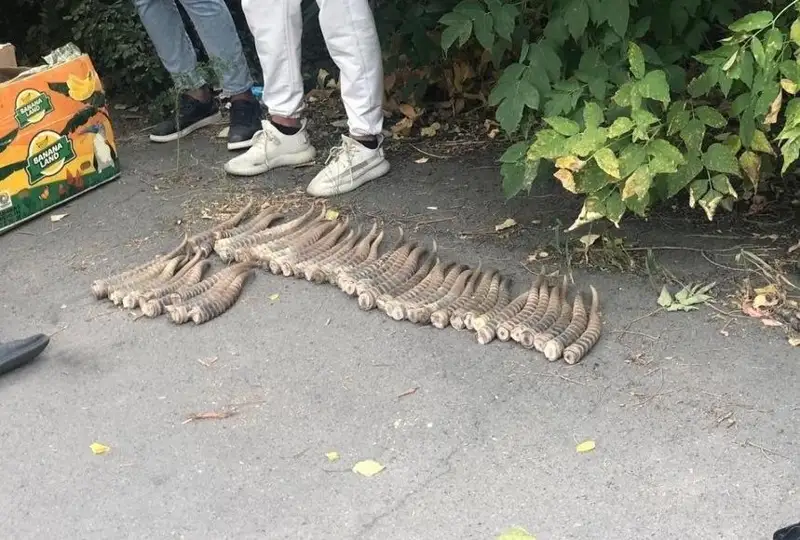 Almaty oblysynda brakonerlerden 2 284 kıik múıizi tárkilendi
