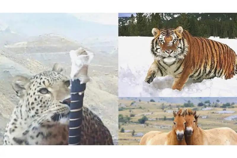 قازاقستاننىڭ قىزىل كىتابىنا تاعى ءۇش جانۋار ەنگىزىلدى