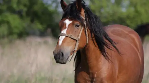 جاپونيا قازاقستاننان باعالى دەليكاتەس ءوندىرۋ ءۇشىن جىلقى ەتىن ساتىپ الادى