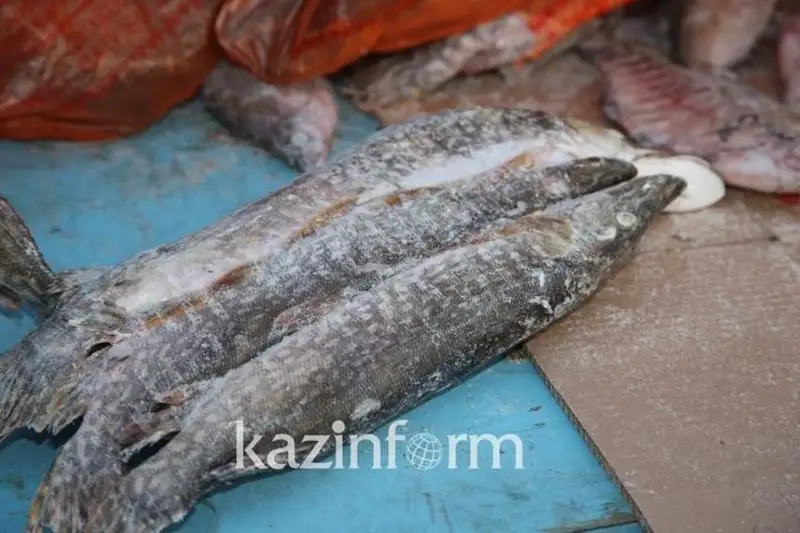 Зоны рекреационного рыболовства планируют установить в Абайской области