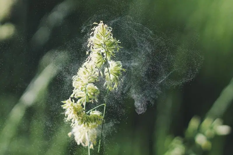 Álemde allergııany týdyrýy múmkin 7 myńnan astam gúl men 10 myńnan astam ósimdik bar