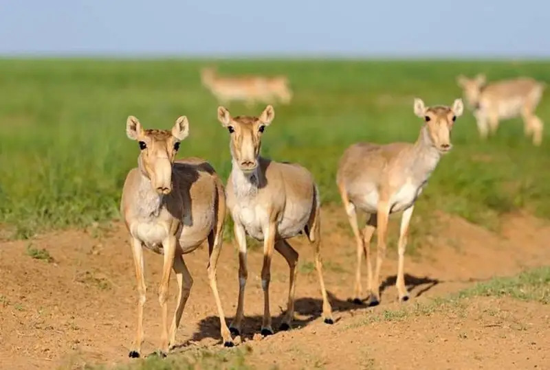 «Алтын Дала» признан флагманским международным проектом по сохранению биоразнообразия