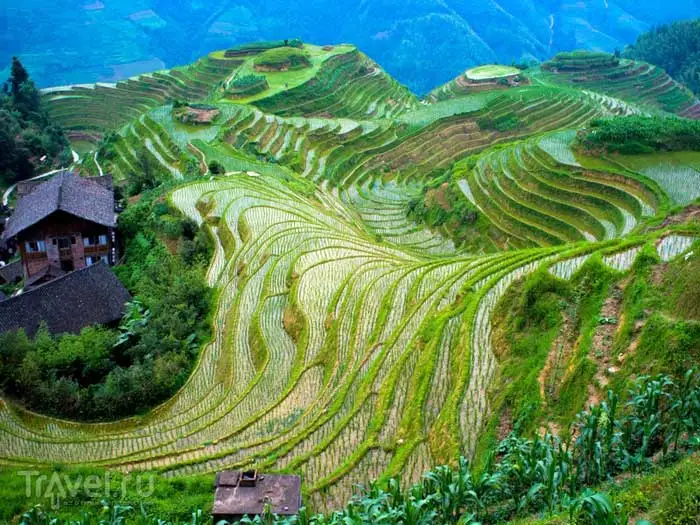 rice_terraces_9