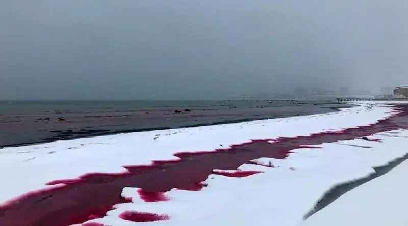اقتاۋدا قىزىل تۇسكە بويالعان تەڭىز جاعالاۋى، جەرگىلىكتى تۇرعىنداردىڭ زارەسىن ۇشىردى