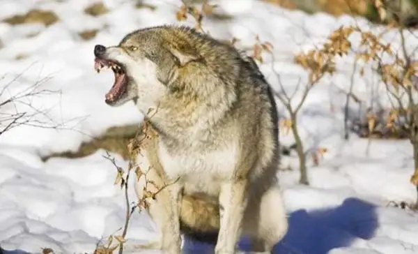 قوستاناي وبلىسىندا ەر ادامعا قاسقىر شاپتى